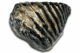 Southern Mammoth Lower M Molar - Hungary #370375-5
